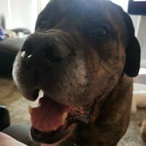 Meet your Posher, Callie